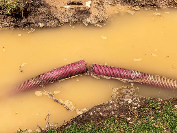 Best Mold removal after water damage  in Ellijay, GA