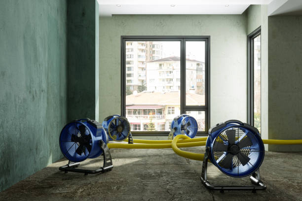 Best Local water damage restoration  in Ellijay, GA